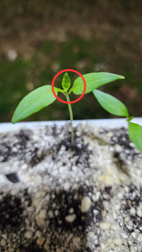 Are these considered the second leave on our pepper plants?