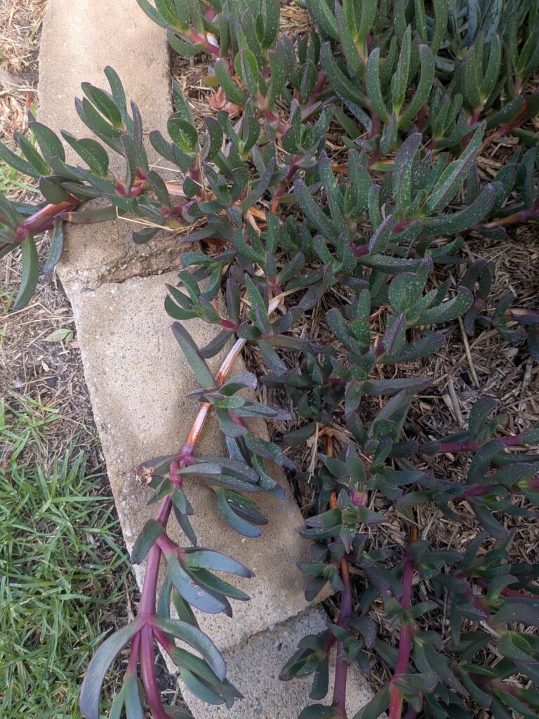 What's wrong with my pigface plant? 🐽