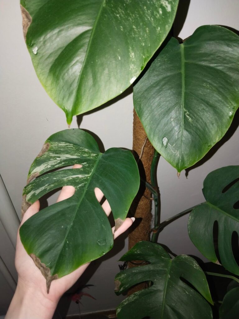 Monstera variegata help