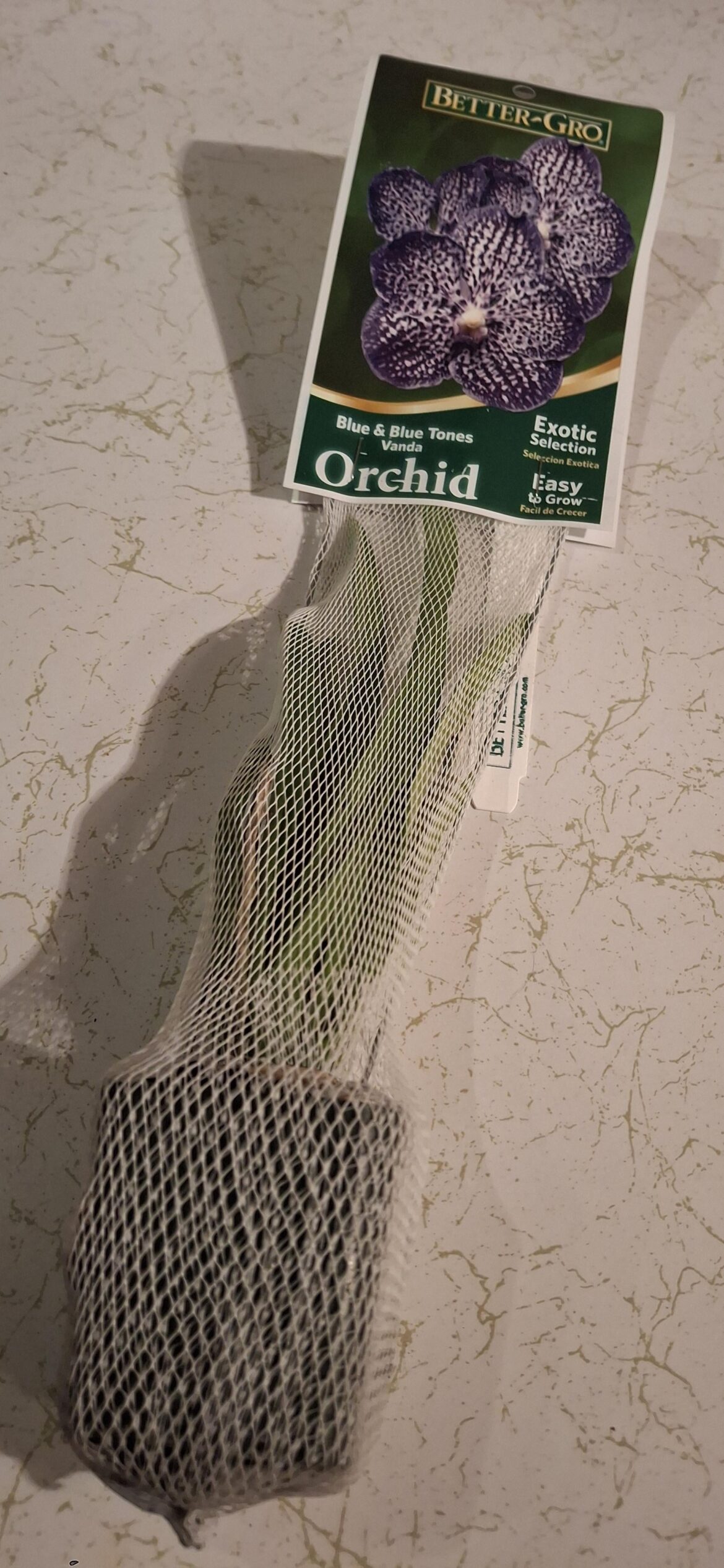 Lowes had a pretty impressive display of small exotic orchids