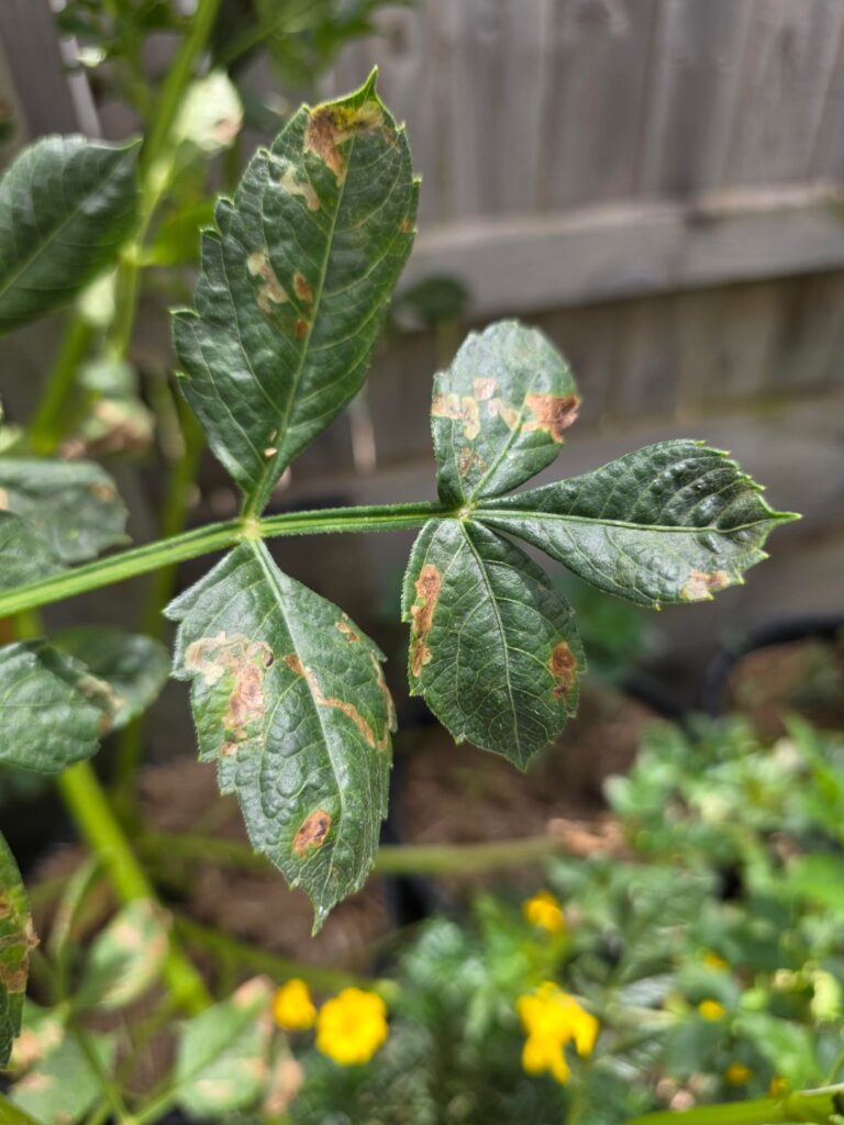 Sick Dahlias Sick Dahlias