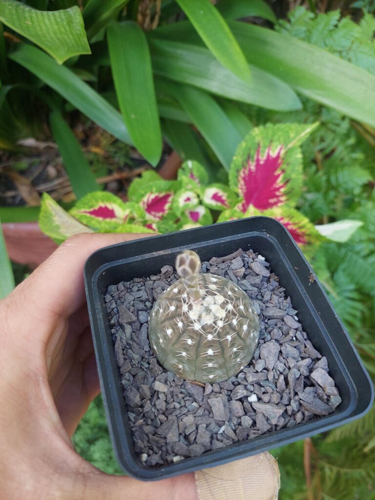 What type of Gymnos did I get?