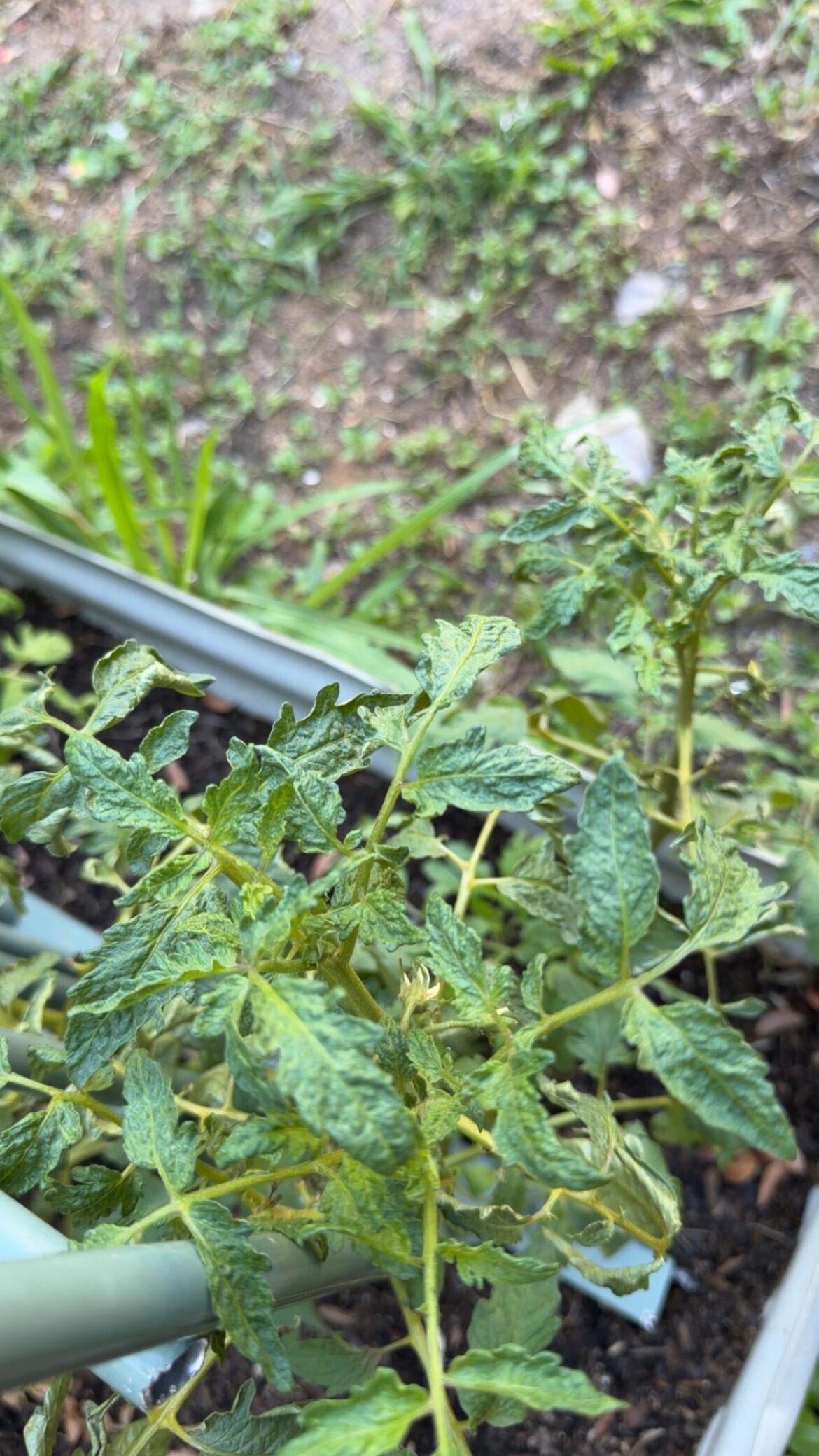 Hey im new here , and id on whats going on with my tomatoes, thanks