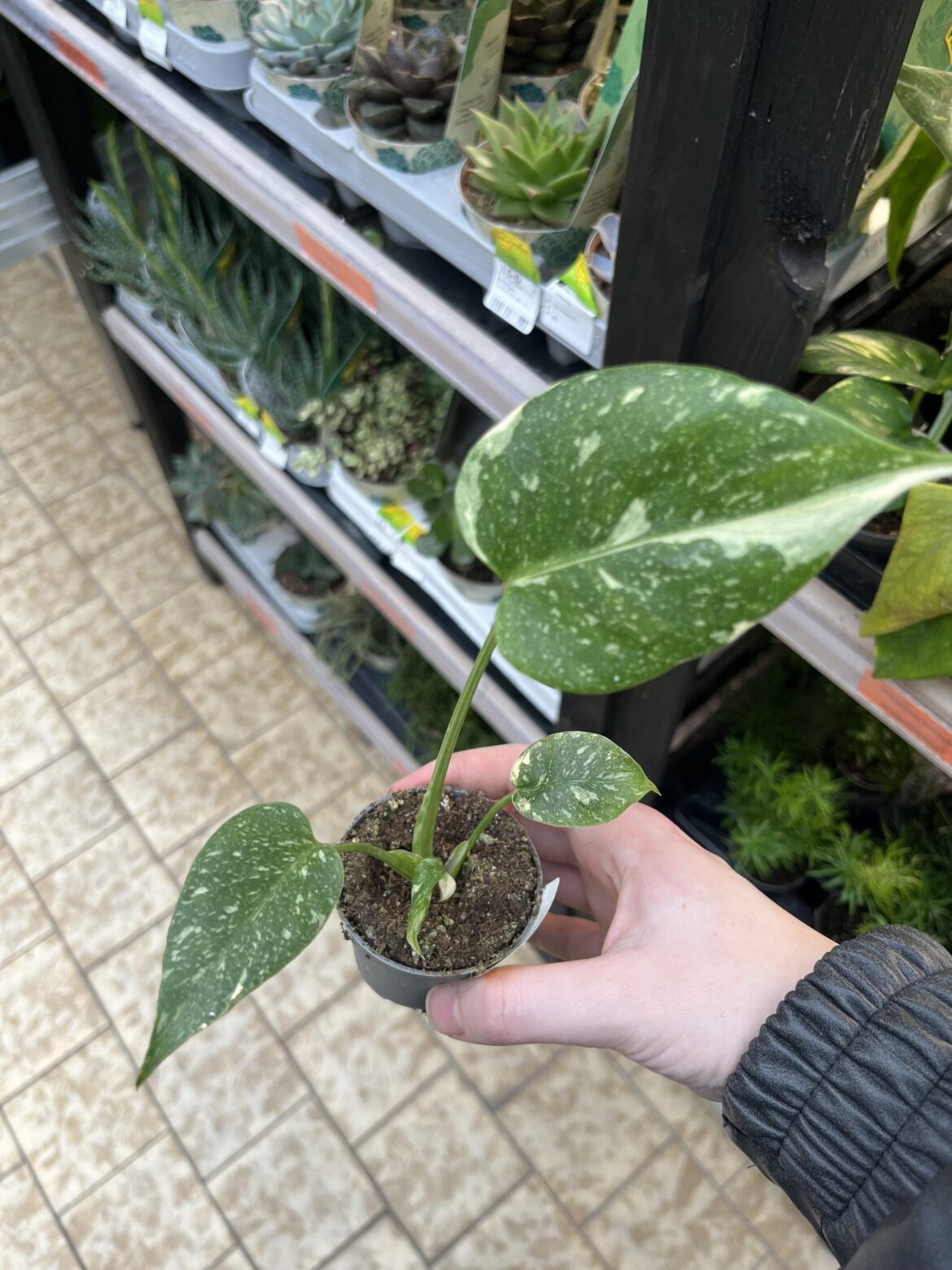 Is this a mini Thai?