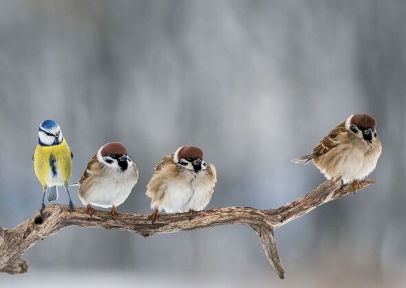 Funny birds sparrows and blue tit sitting in the winter garden on a tree branch