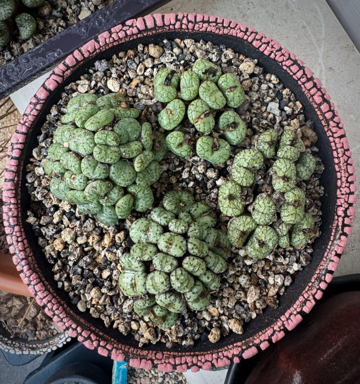 Conophytum obcordellum