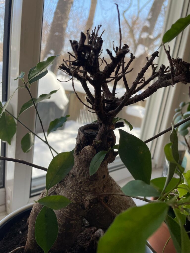 How do I go about pruning this? How do I go about pruning this?