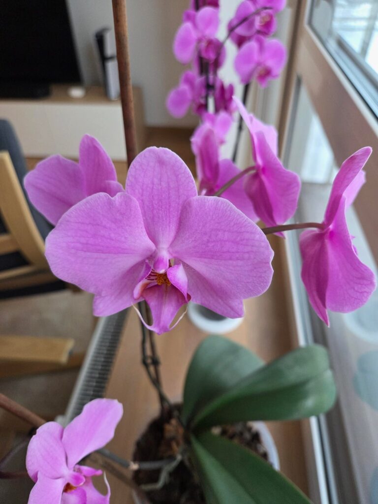 My 4 year old orchid is blooming once again!