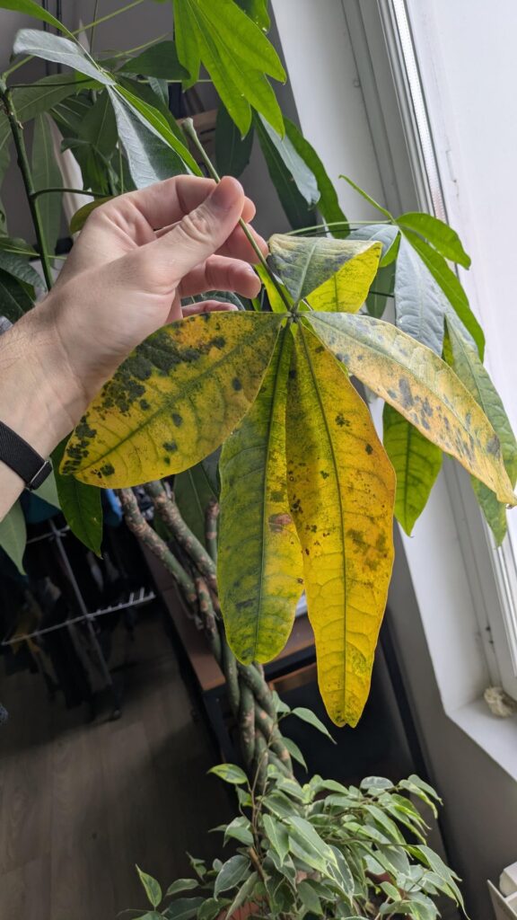 What's happening to my pachira?