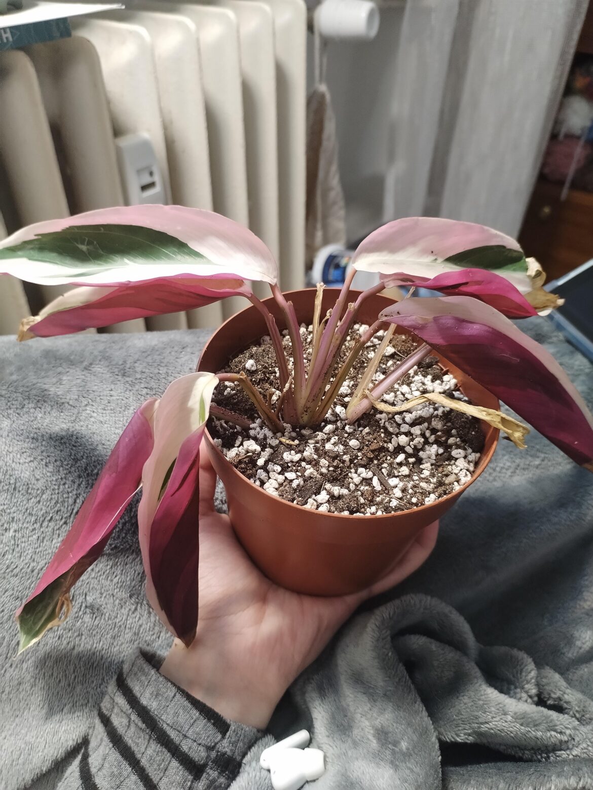 Unhappy Stromanthe triostar