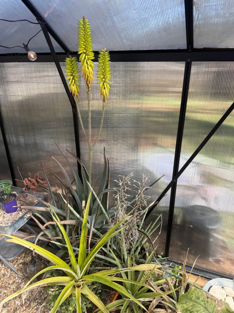 Aloe Vera & Snake Plant flowers