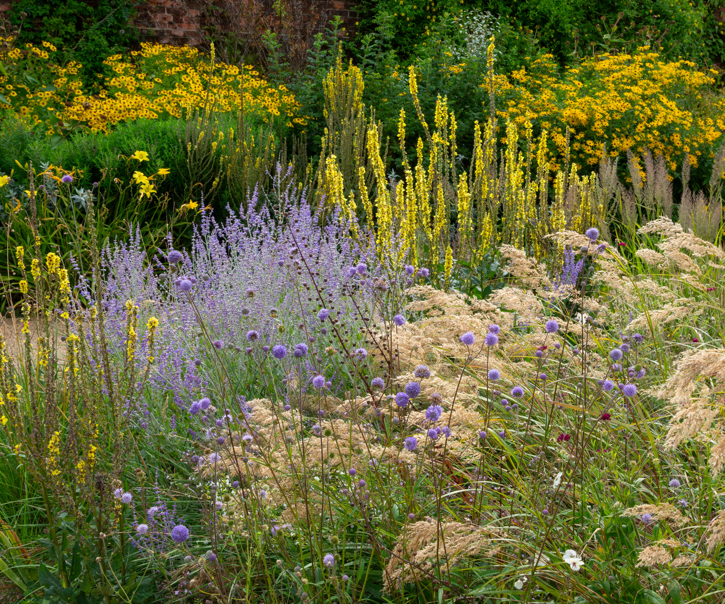 rewilded garden planting with ornamental grasses and perennial flowers in shades of yellow and blue