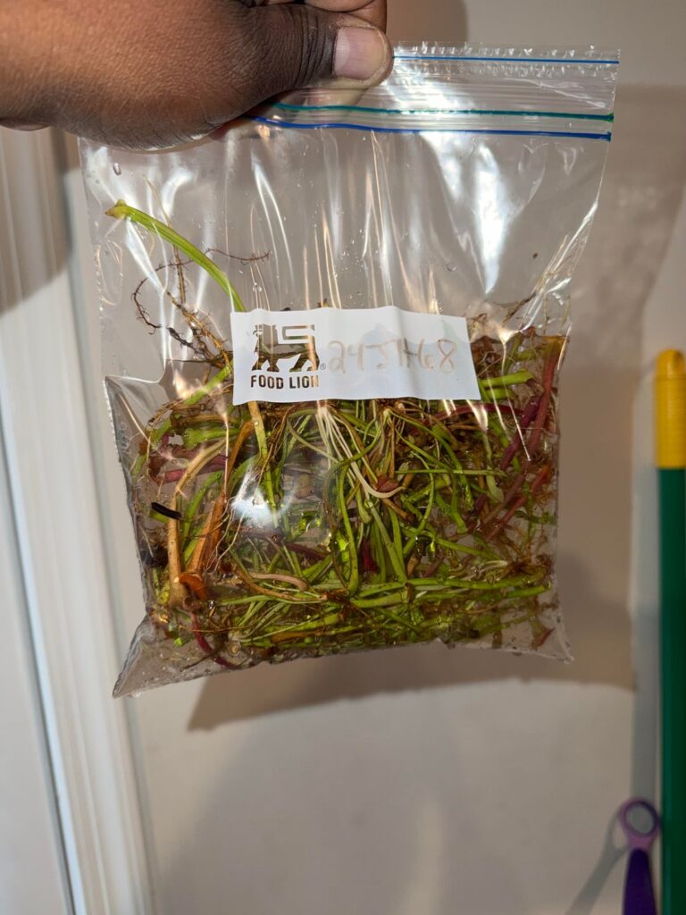 Forgot to post here. S. x Moorei Seedlings Available. US only.