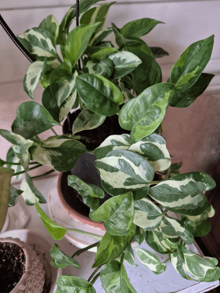 One or two pothos?