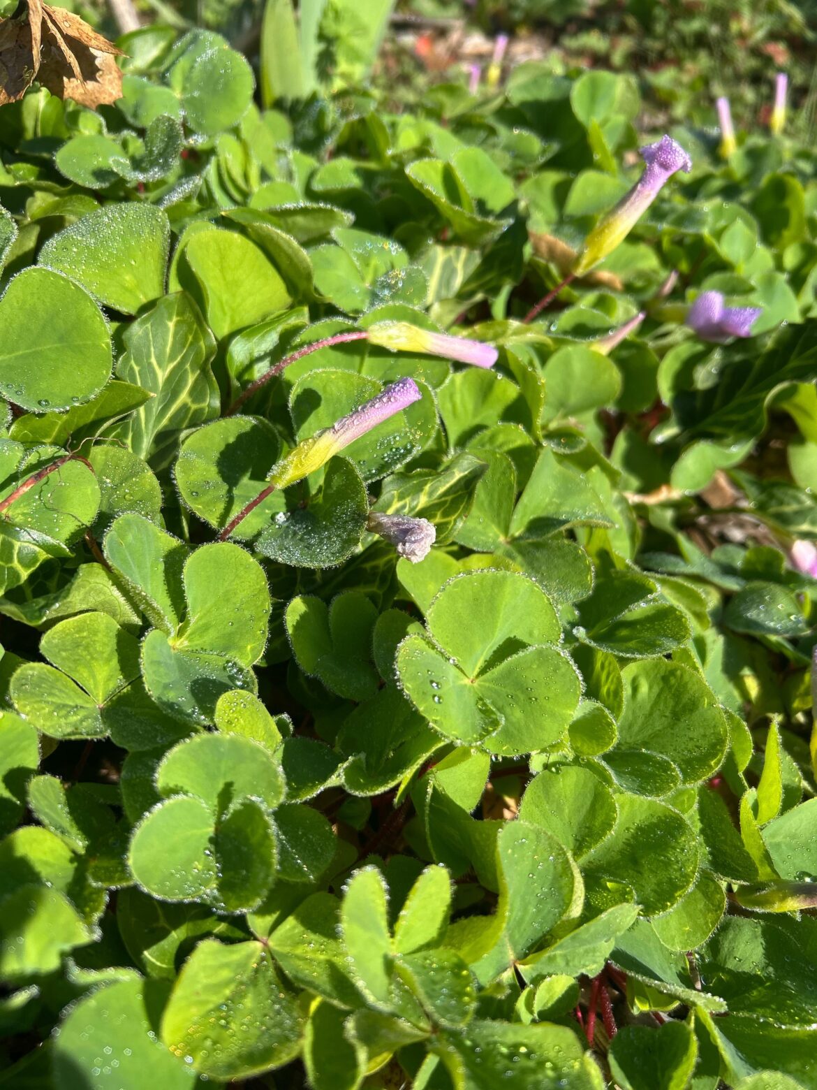 What is the clover with purple flowers (growing like a weed) in my yard?