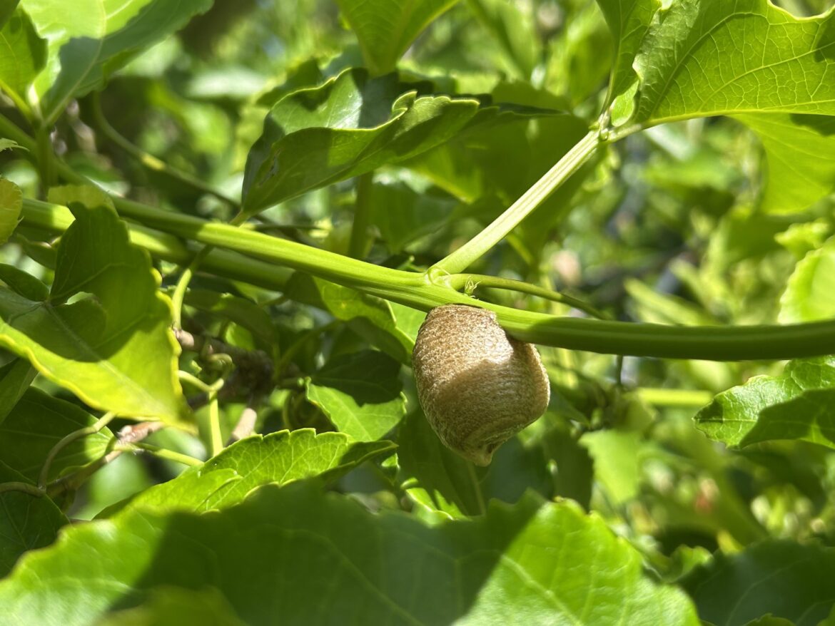 What is this thing attached to my passion fruit vine? Brisbane