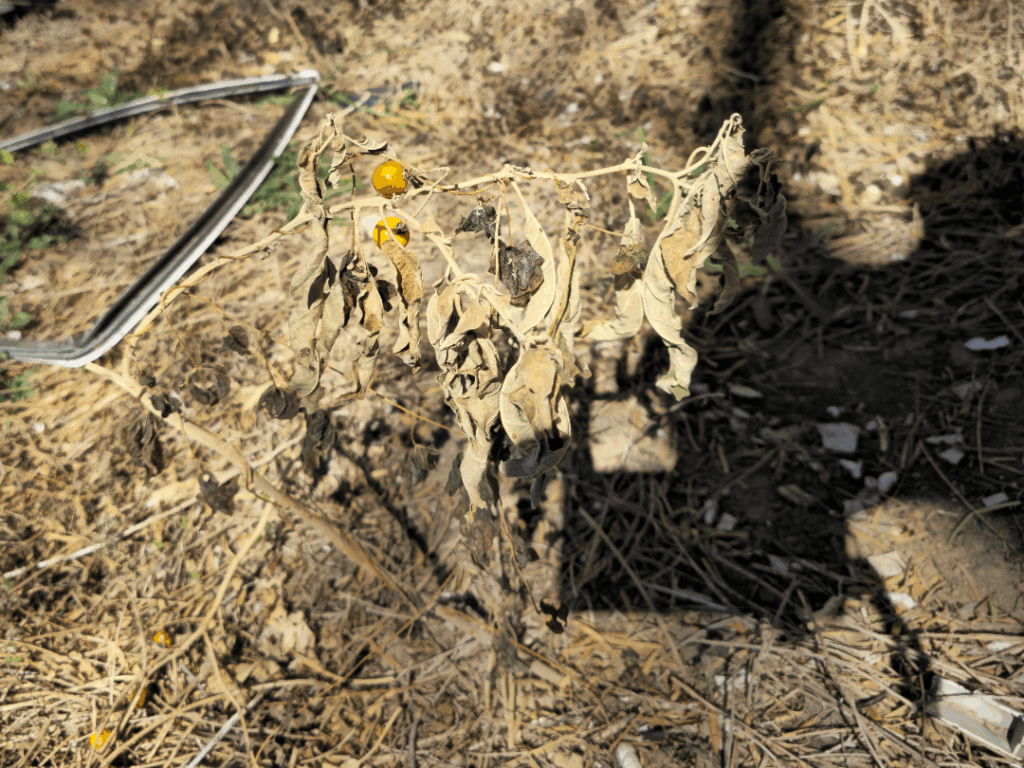 San Antonio, Texas yellow berried plant