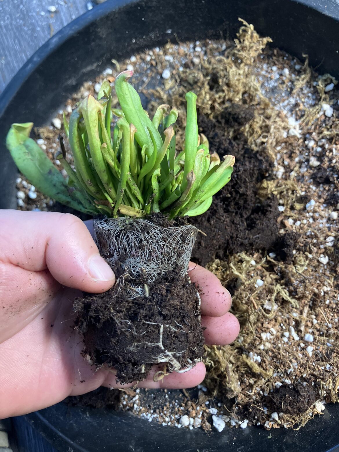 Trader Joe’s has $5 Sarracenia, but they are also potted in Mesh choke pots as a heads up