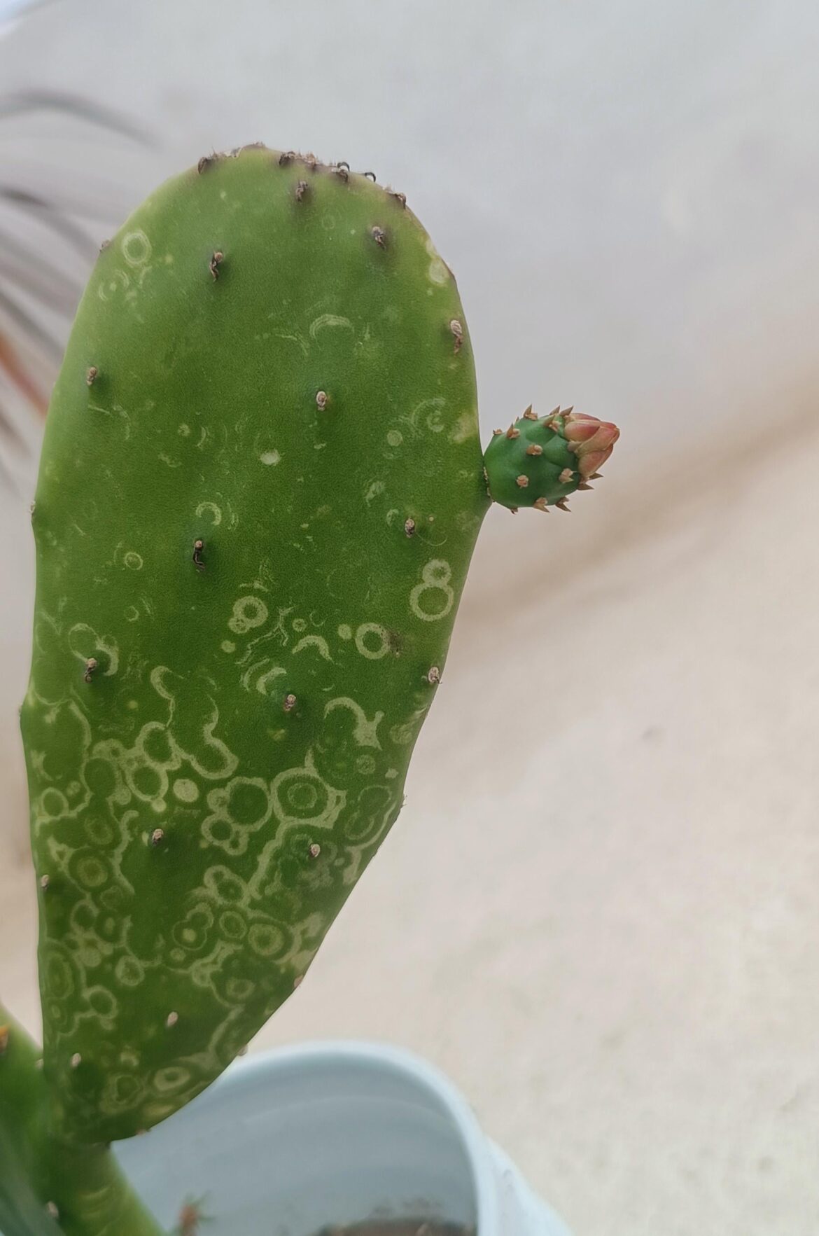 Update on the prickly pear