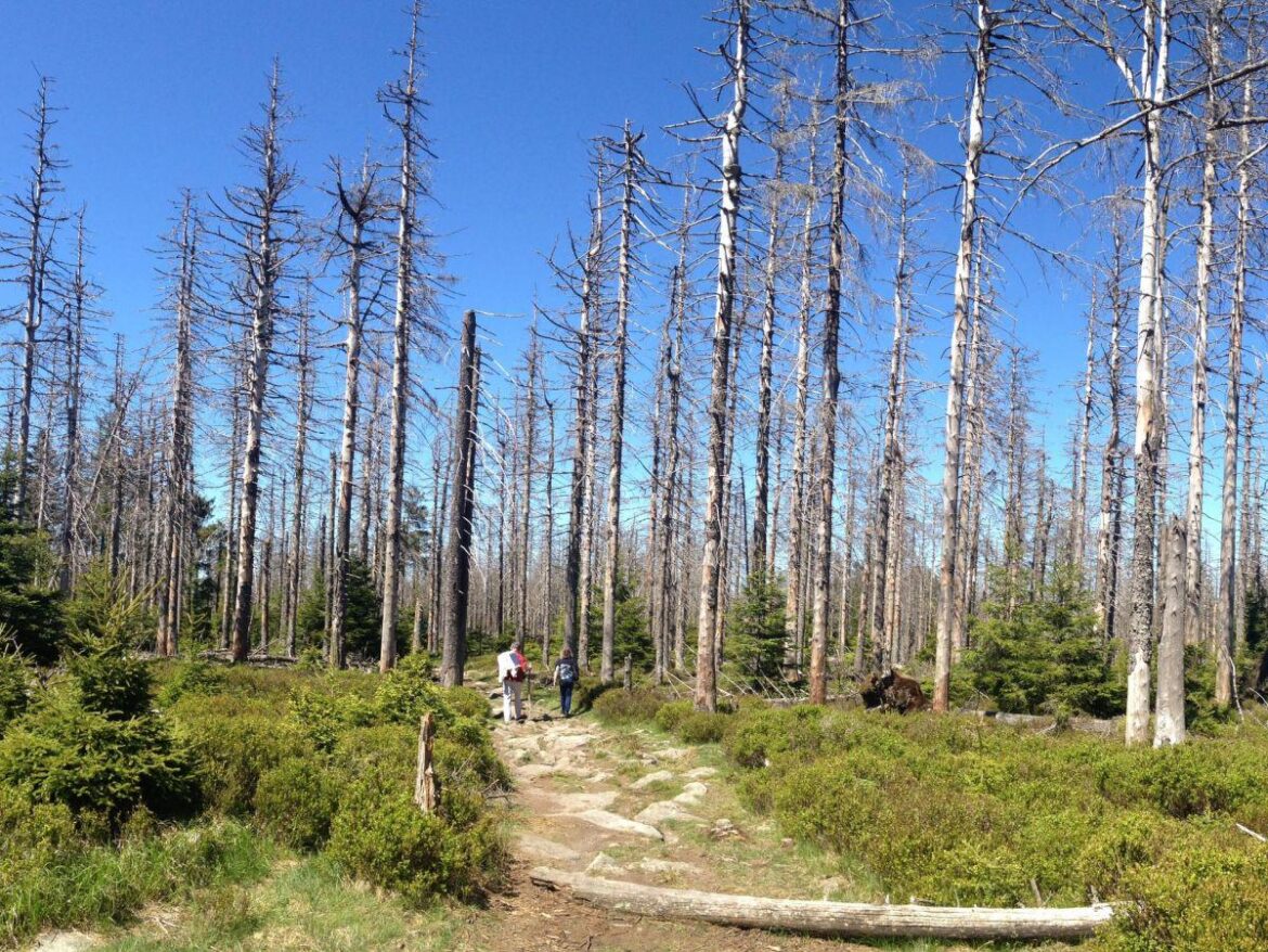 Why do they keep the pine trees standing upright?
