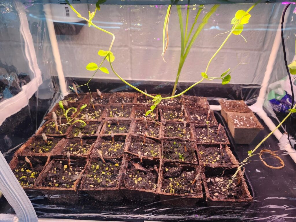 First time trying out an indoor tabletop greenhouse. What went wrong? First time trying out an indoor tabletop greenhouse. What went wrong?