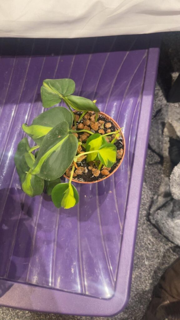 Fixing miss BBLs haircut