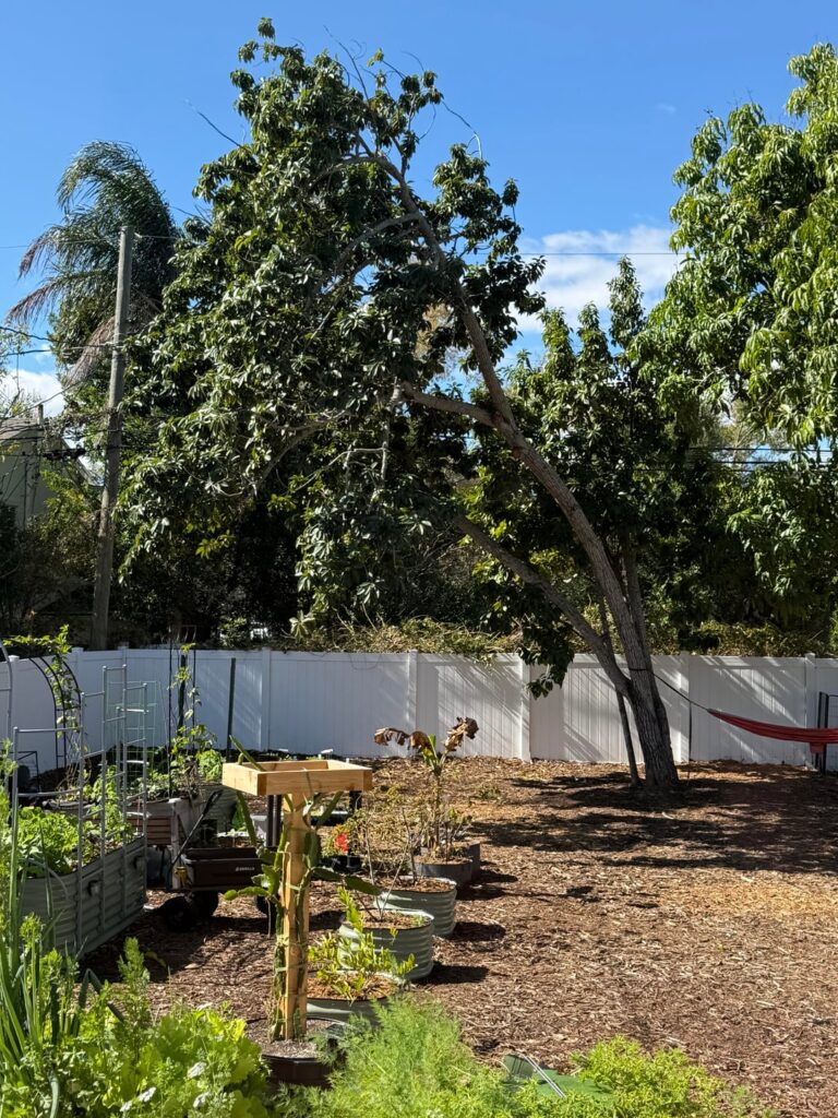 Leaning Avocado Tree