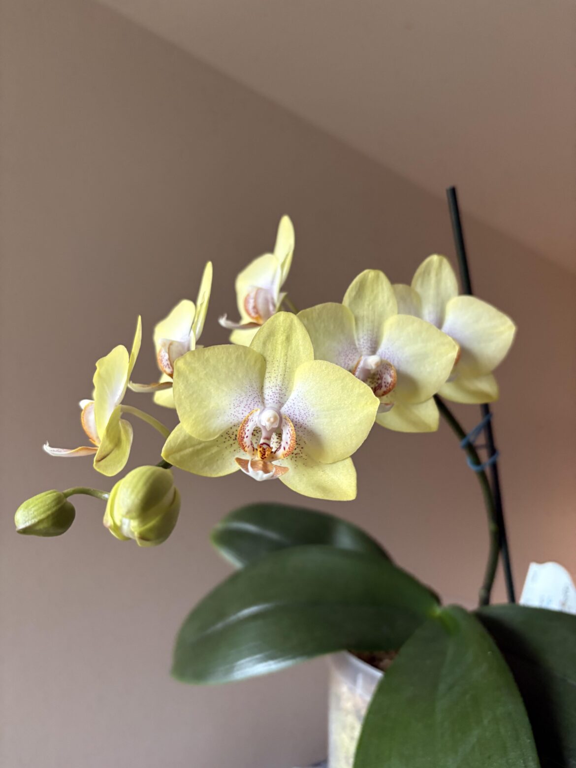 Bought this as a seedling with three flowers last year