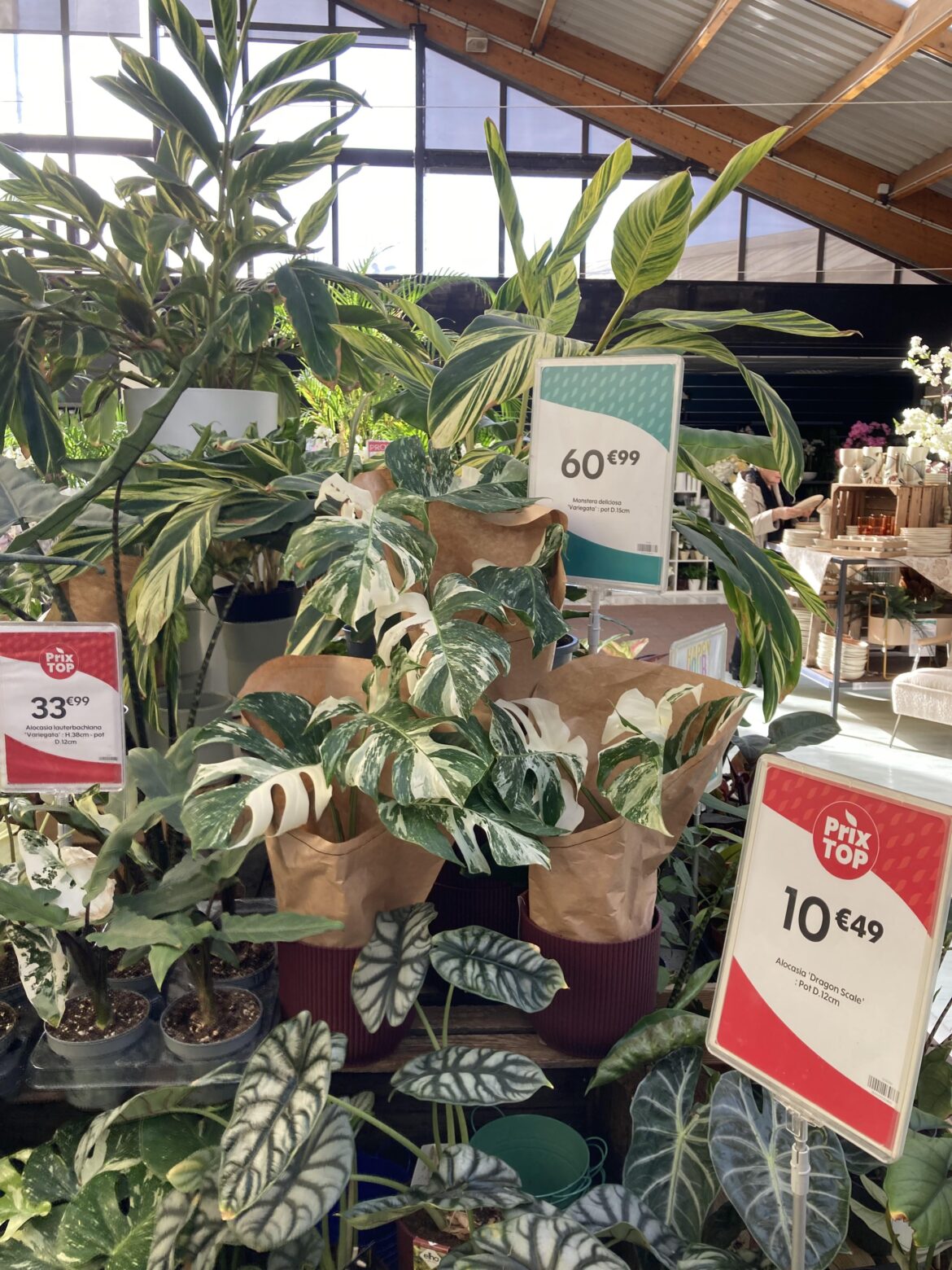 €61 ($72) for a 4-leaves albo - worth it?