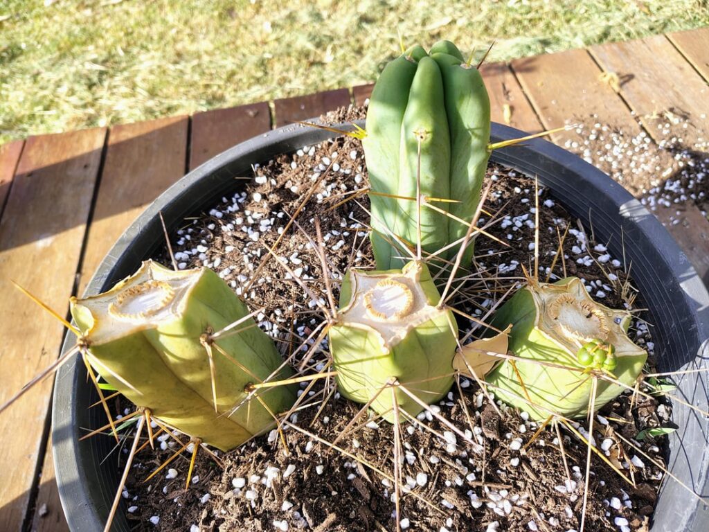 Pedro's family reunion 🌵
