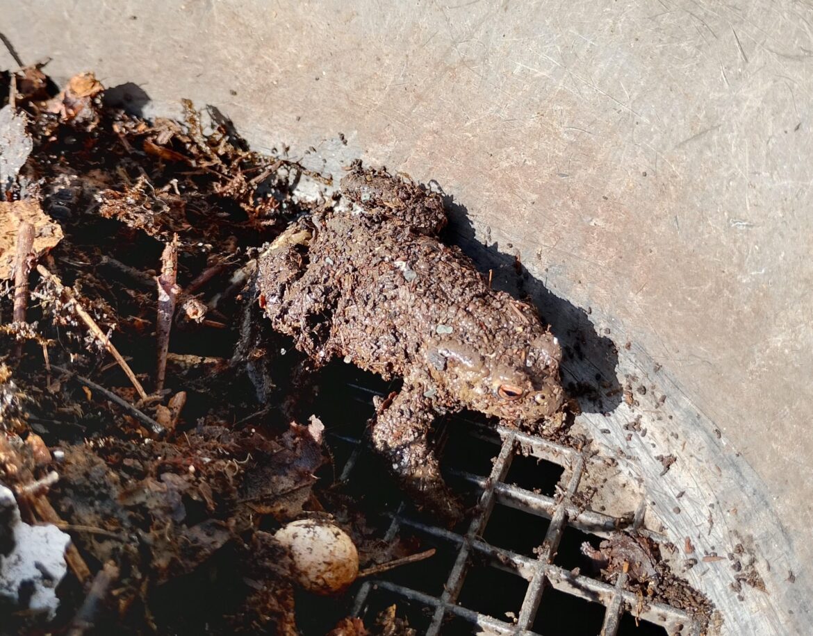Compost bin residents
