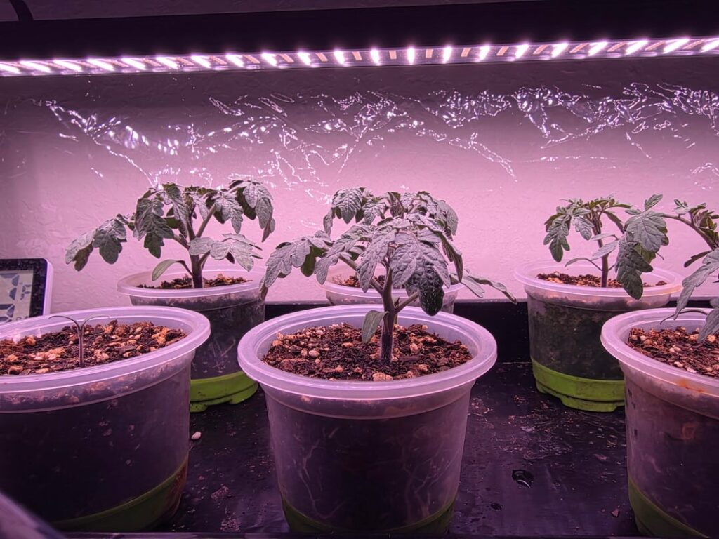 Very Happy With Seedling Progress