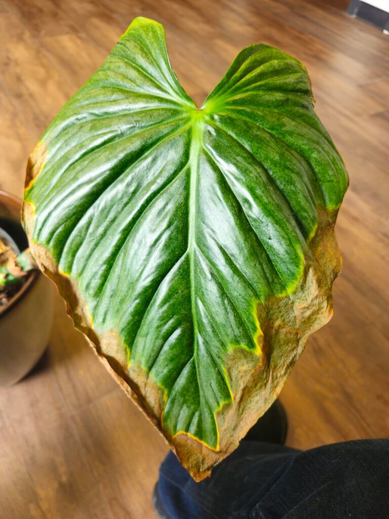 Struggling Philodendron Peltatum