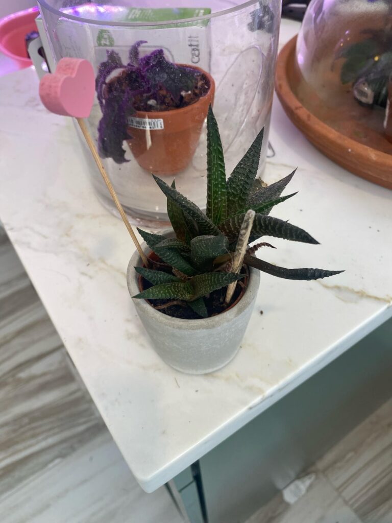 Happy or needs replanting?