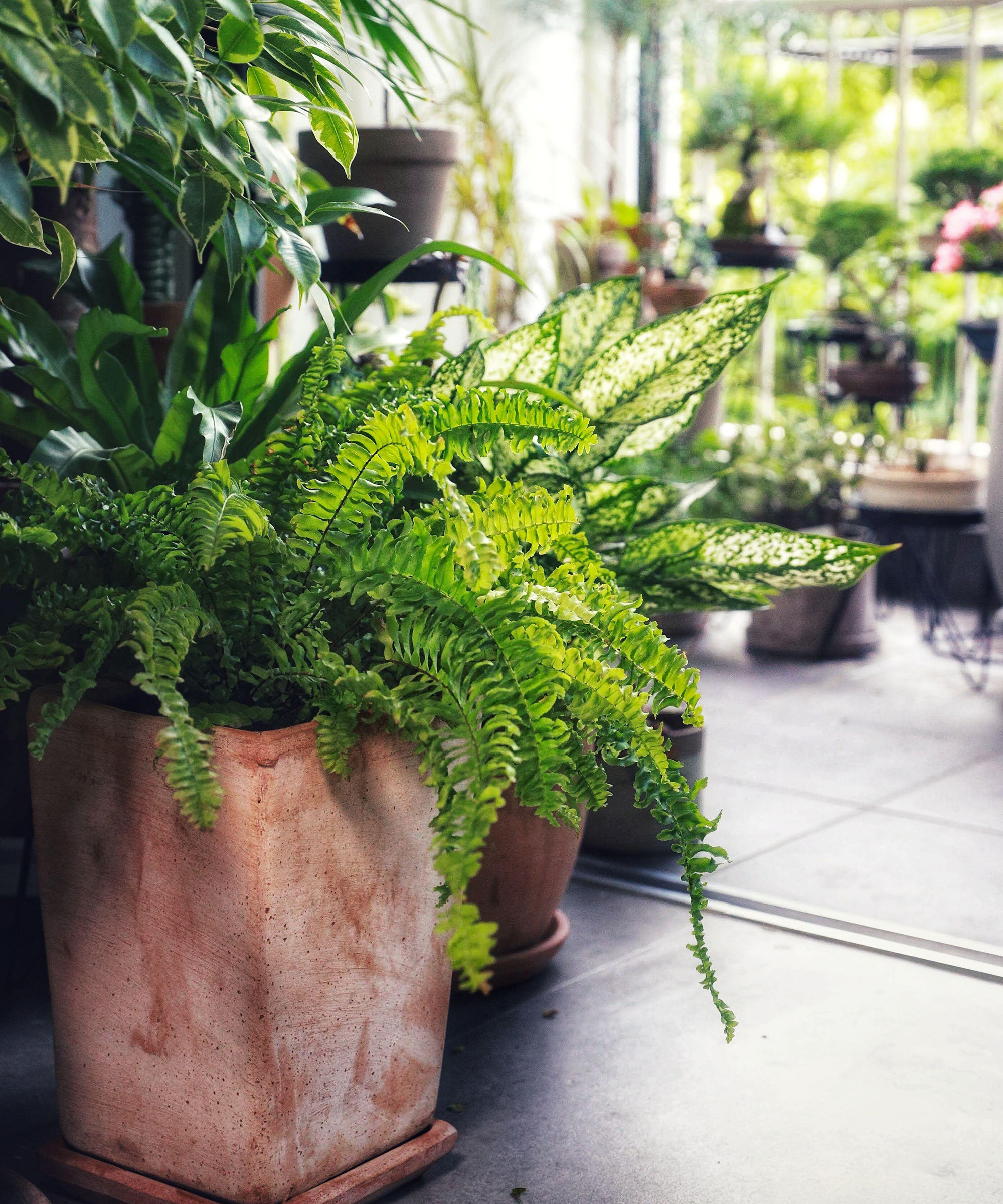 Green boston fern in a pot