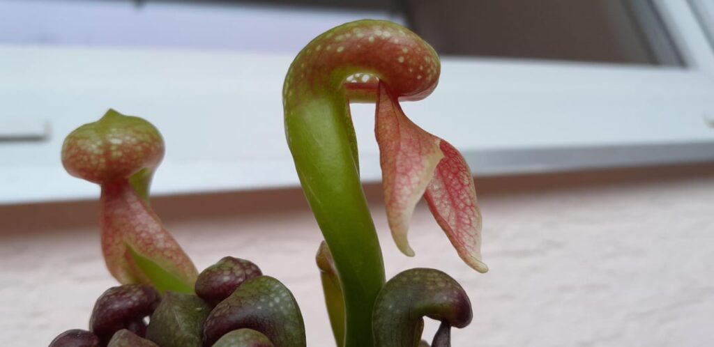 Let's check what this Darlingtonia caught last year