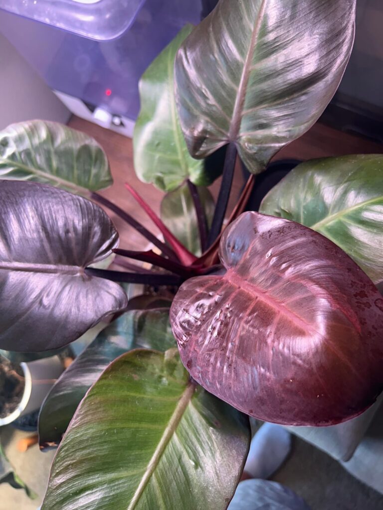 Why’s this leaf ugly 💔