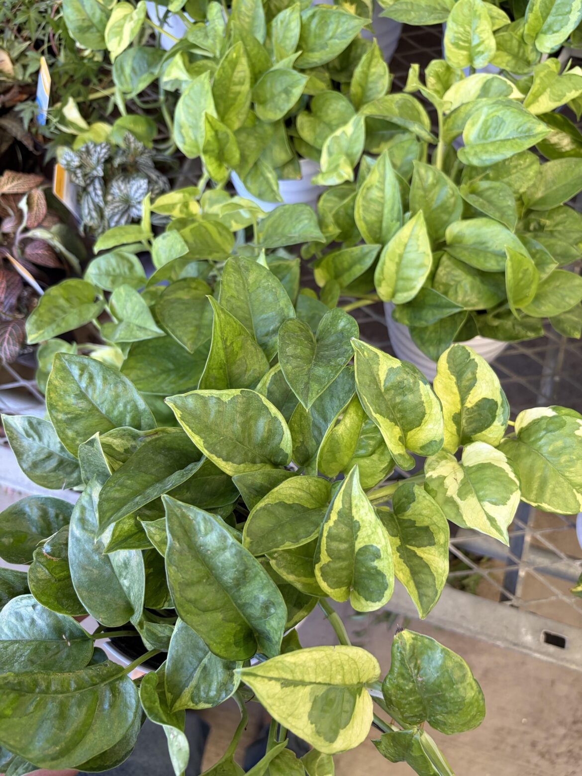 What pothos is this
