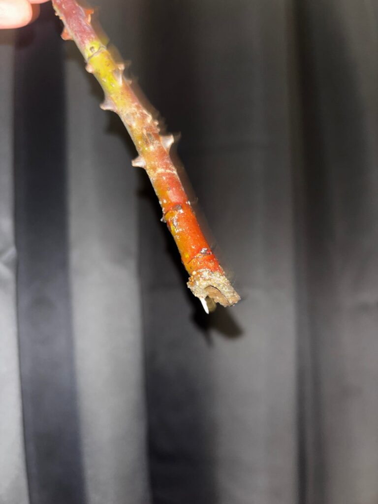 let me tell you, hear me out, water propagation without changing the water at all. Rose cuttings are pretty difficult to propagate to begin with. feast your eyes. I have found the set it and forget it method