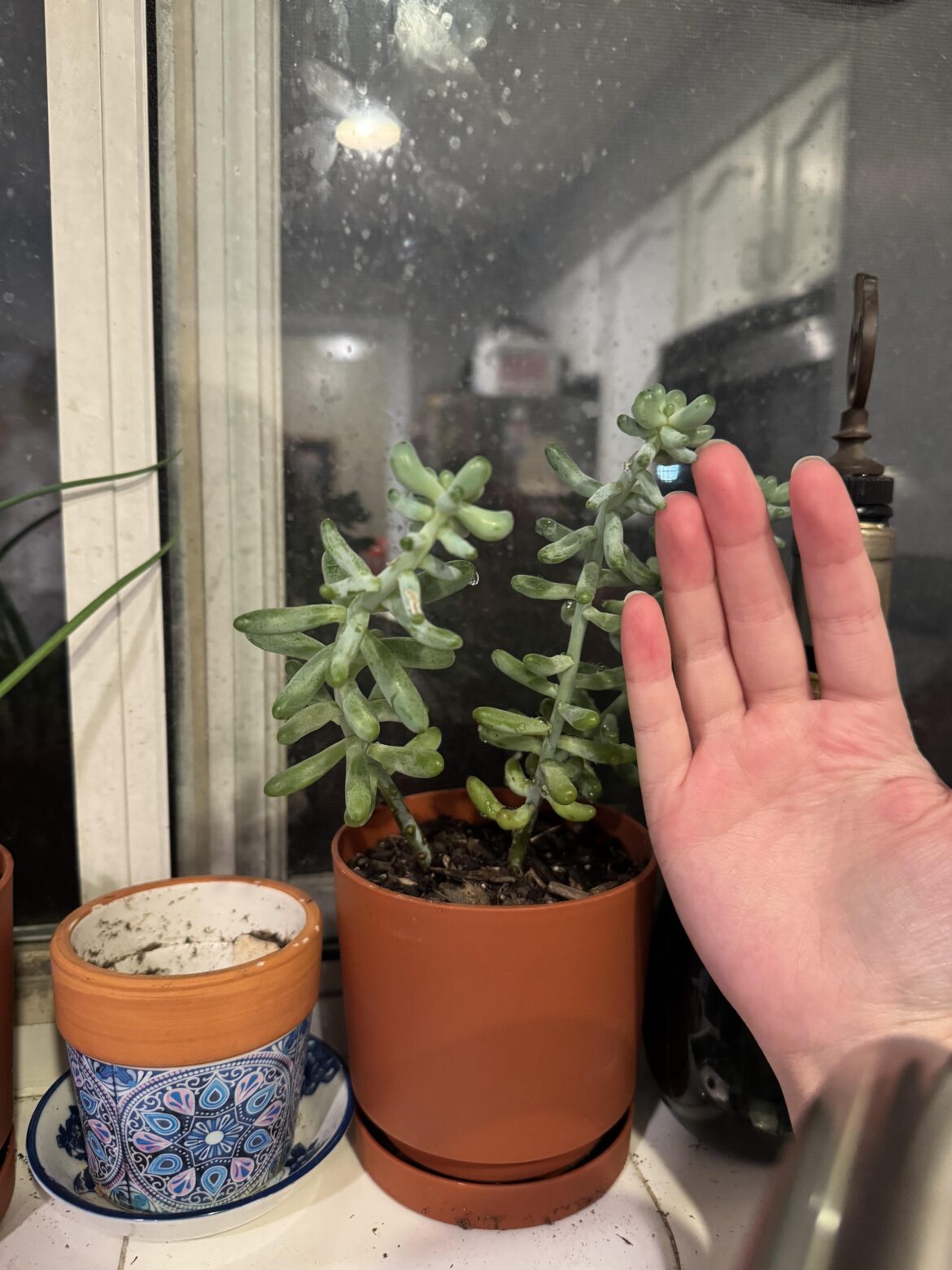 Who is she? Does she need pruning?? (Hand for scale) Who is she? Does she need pruning?? (Hand for scale)