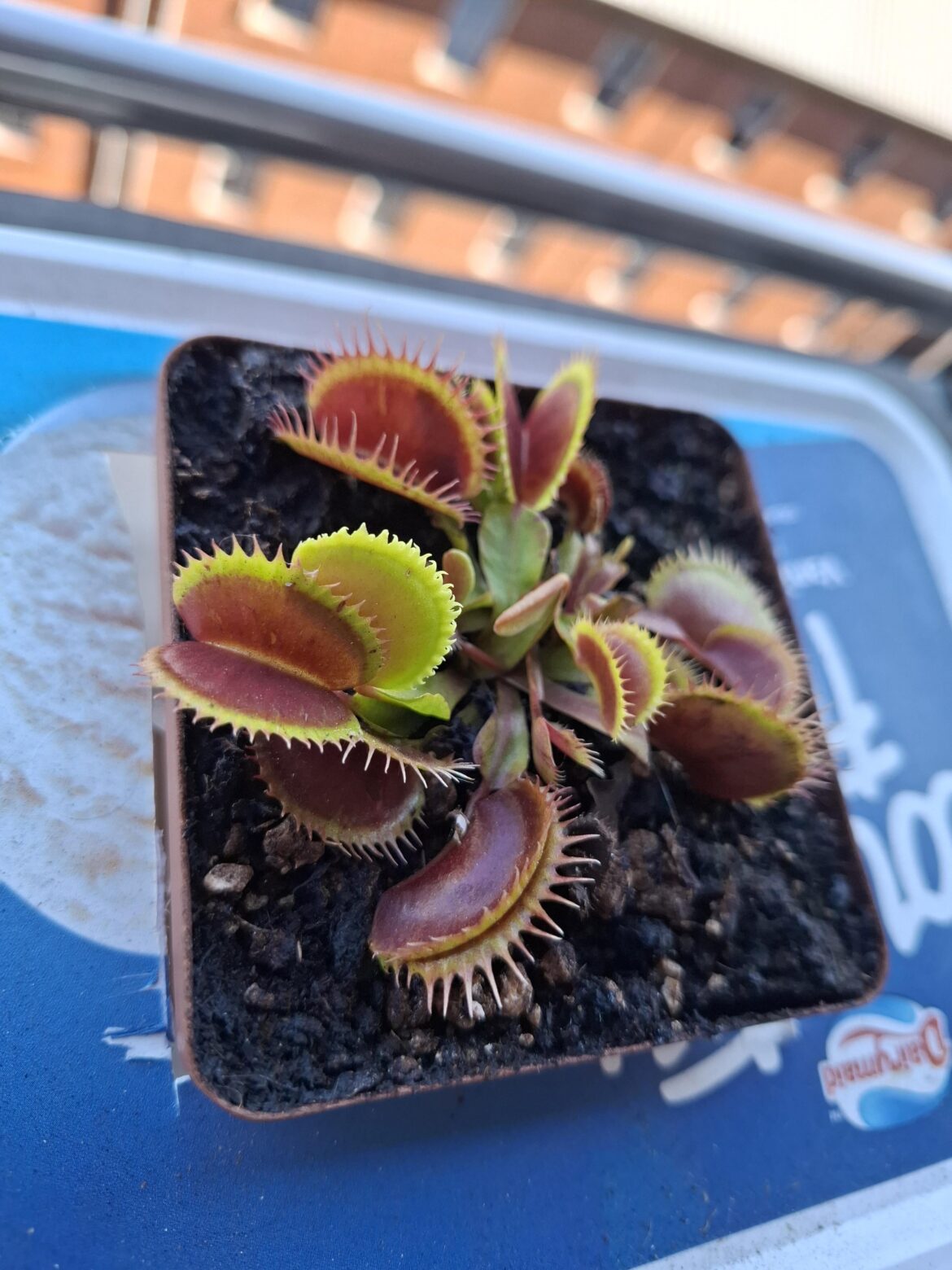 I think my fly trap is dying