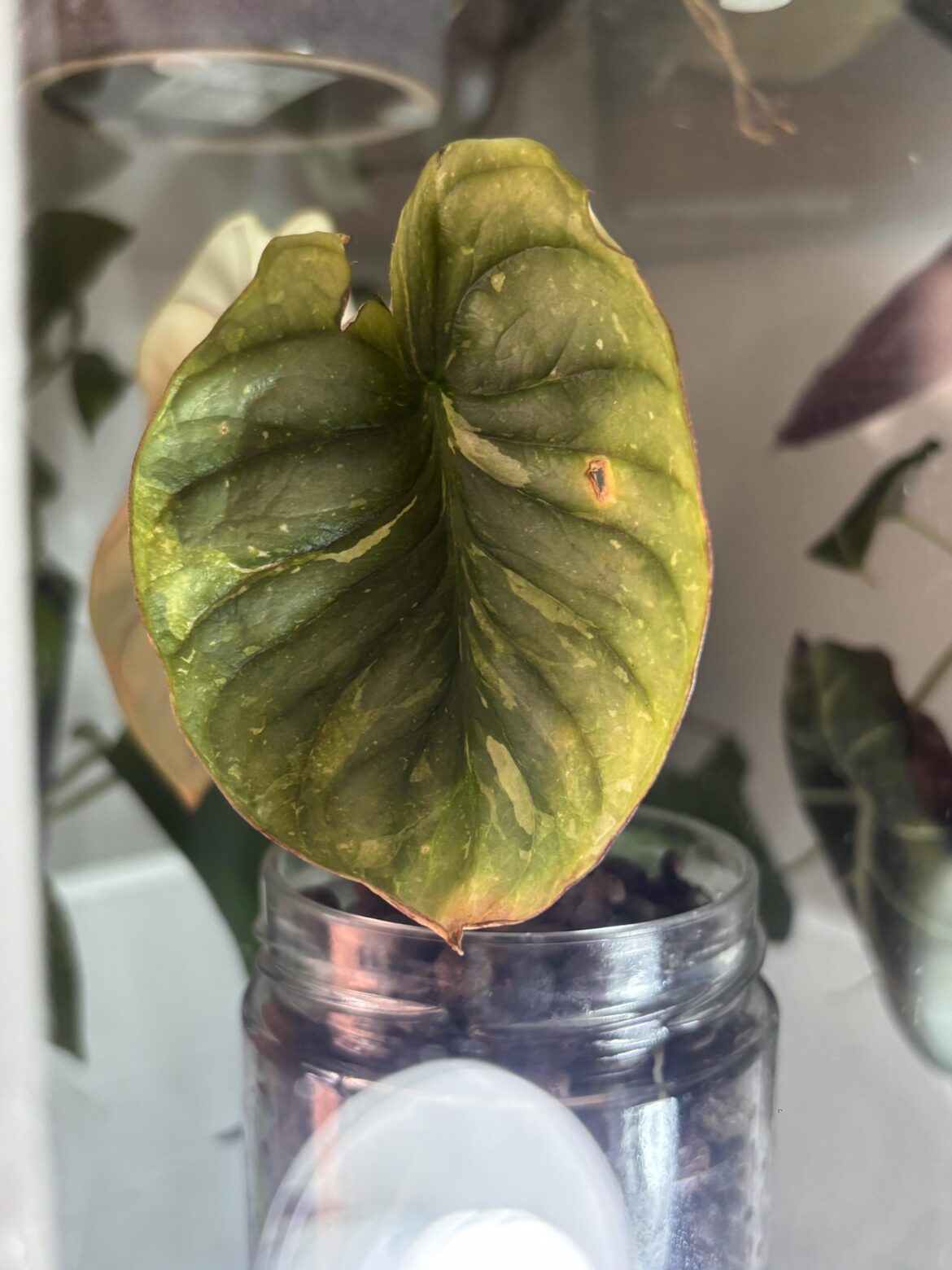 Hey! Did I find a variegated silver dragon?