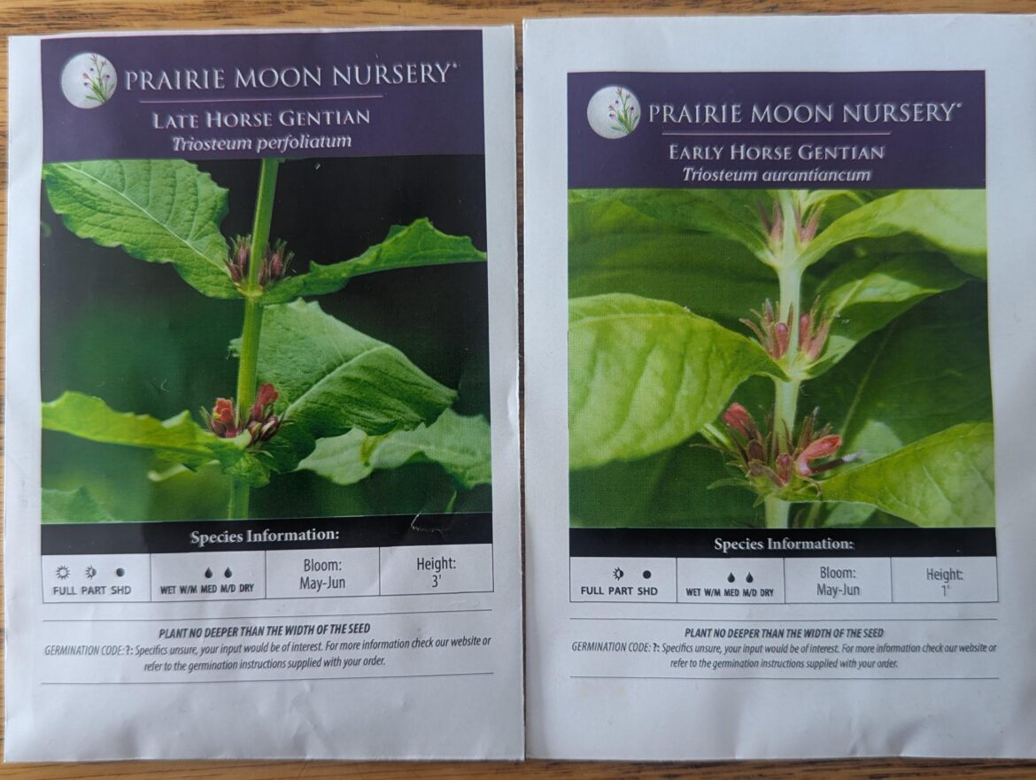 Horse Gentian germination