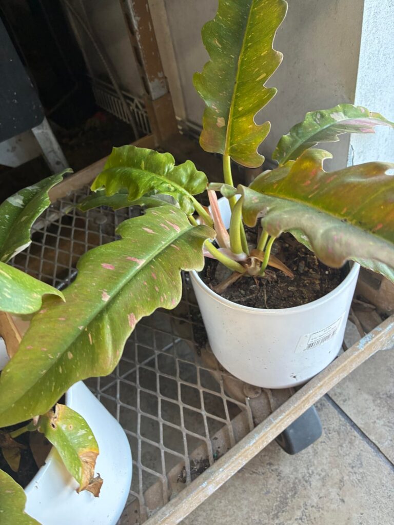 What kind of spathiphyllum is this (grower ID label)?And is it a good deal for $10? Has some frost damage
