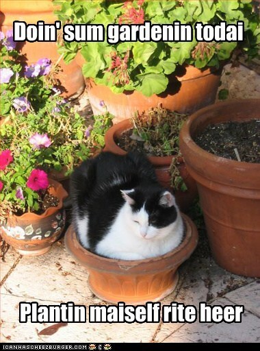 gaccording-to-the-almanac-its-purrfect.jfif