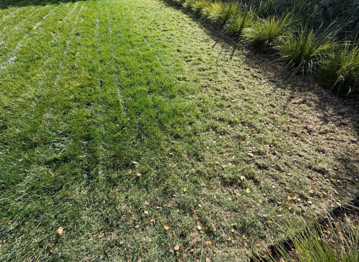 Rabbit lawn recovery