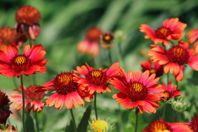 these richly coloured, daisy like flowers are a joy to look at!