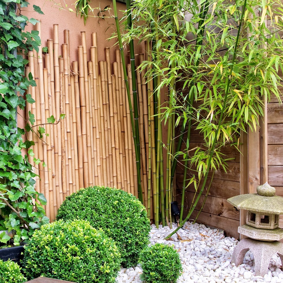 Garden bamboo in Japanese-style garden japanese garden with bamboos and stone lantern