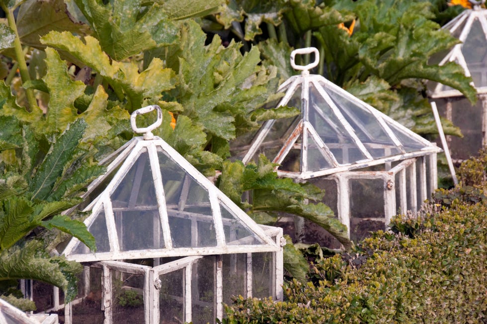 old fashioned glass cloches and cold frames protect fruit and vegetables from frost