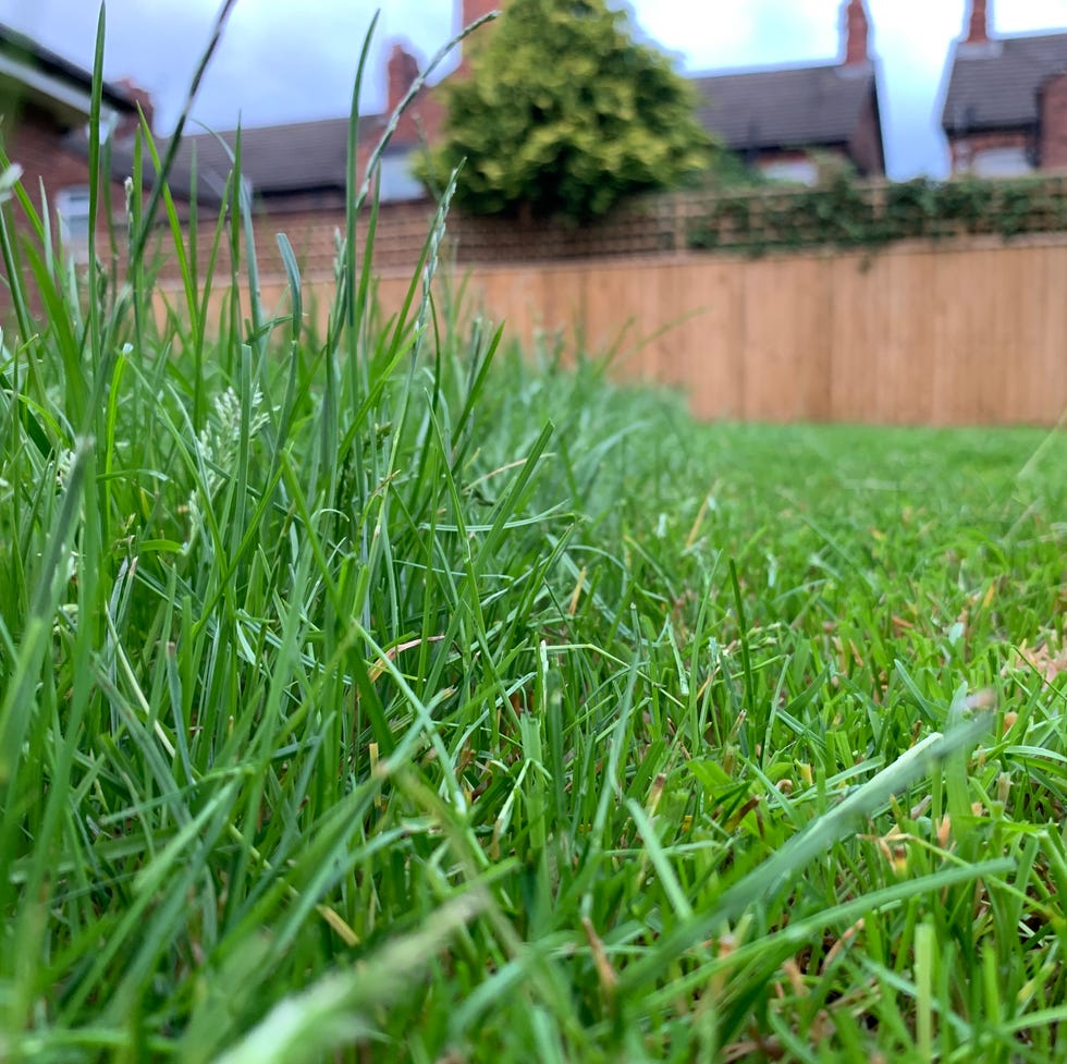 close up of grass with a part cut lawn. long grass on the left with freshly mown short grass on the right